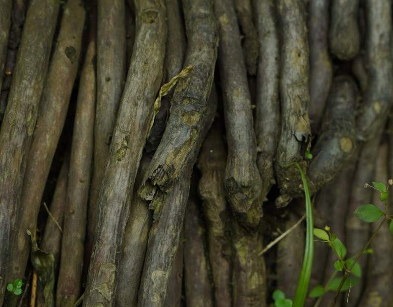 Tudo sobre ashwagandha: benefícios para stress, testosterona, sono e como tomar.