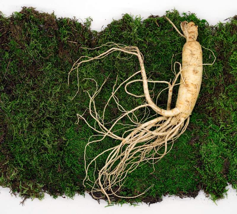 Descobre os benefícios do Ginseng Panax para energia, foco e testosterona. Guia completo com dosagem, estudos e comparação com outros adaptogénios.