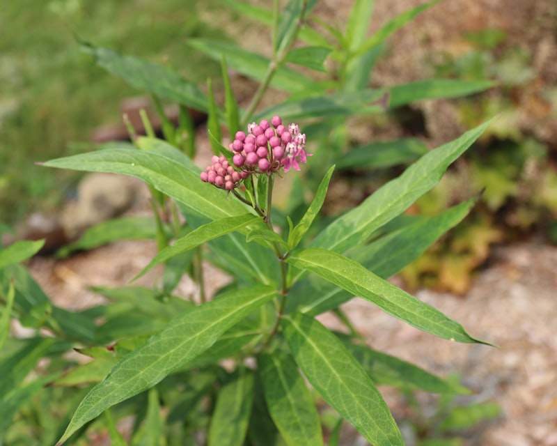 Descobre como a Rhodiola rosea combate a fadiga, melhora o foco e a performance. Guia completo com dosagem, estudos e comparação com ashwagandha.