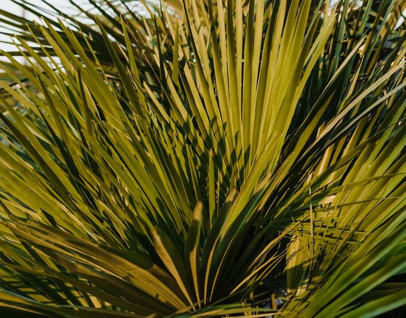 Análise do Saw Palmetto, suplemento natural para a saúde da próstata masculina.